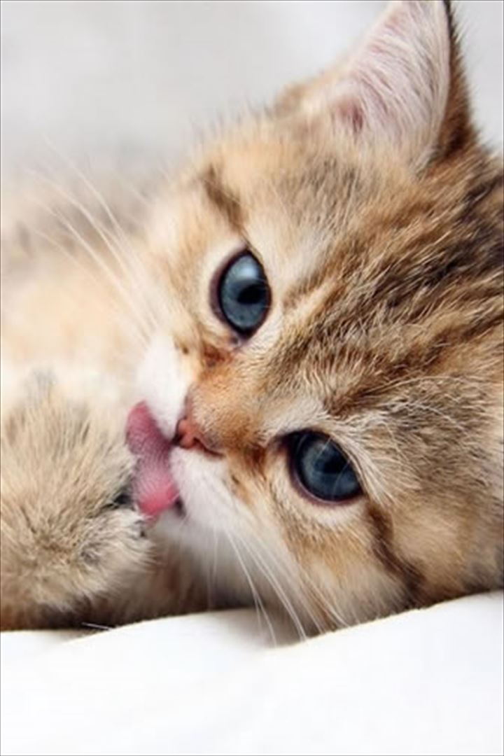 可愛い舌　猫8